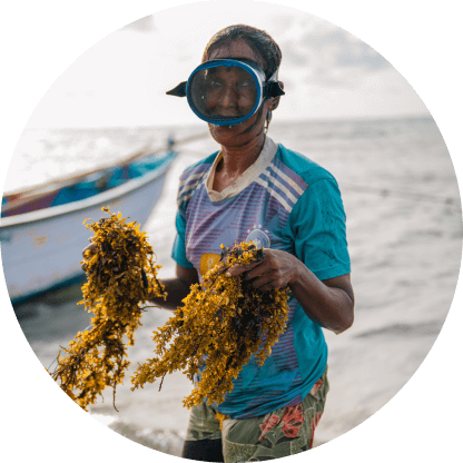 person with brown algae